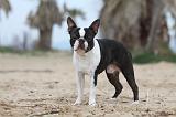 BOSTON TERRIER 365